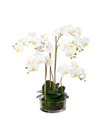 Creativ green Deko-Orchidee im Glas