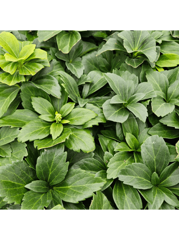 NatureNest 3 Dickmannskrautpflanzen  Pachysandra terminalis 