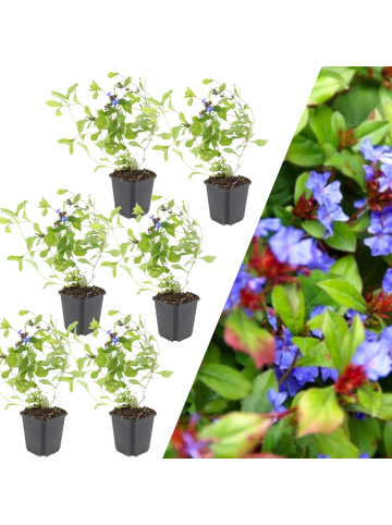 NatureNest 6 Bleikrautpflanzen  Ceratostigma plumbaginoides 