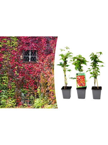 GARDENZO 3er-Set: Parthenocissus quinquefolia in Bunt