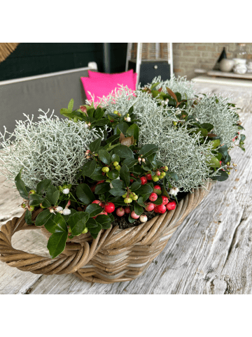 NatureNest Set mit 6 Silberstrauchpflanzen
