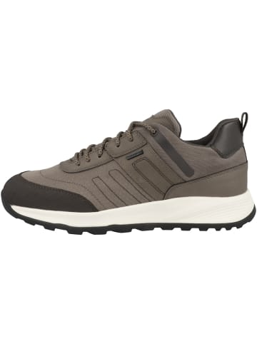 Geox Sneaker low U Terrestre B Abx A in grau