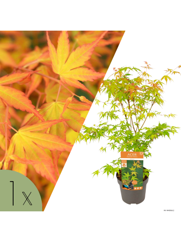 NatureNest Acer palmatum Katsura Ahornpflanze in Gelb