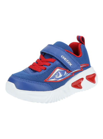 Geox Sneaker in Blau/Rot
