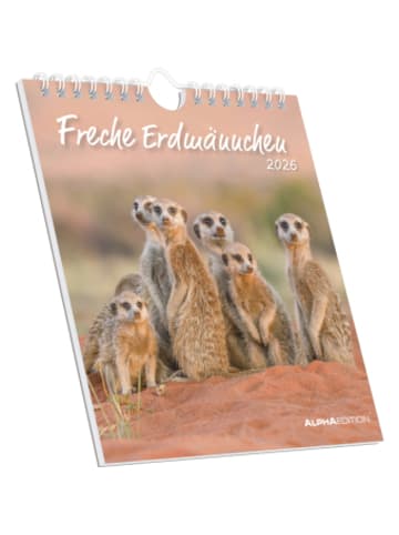 TeNeues Calendars & Stationery Kalender - Alpha Edition - Freche Erdmännchen 2026 - Postkartenkalender 16