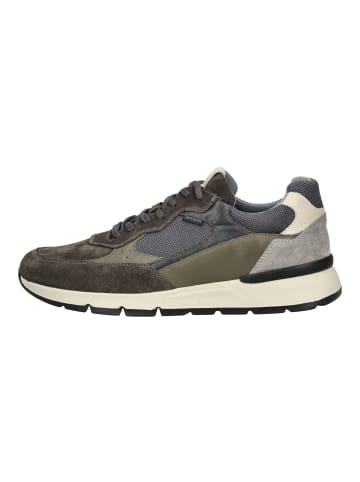 Nero Giardini Sneaker in Olive