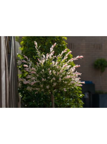GARDENZO 2er-Set: XXL Salix Hakuro Nishiki in Rosa