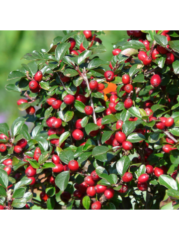 NatureNest 6 Zwergmispelpflanzen  Cotoneaster dammeri  