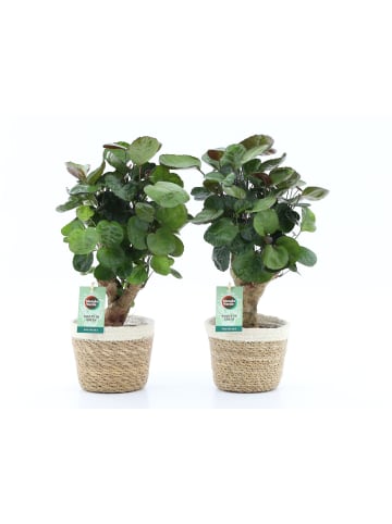 MeinVIPShop 2 x Fiederaralie Polyscias mit Übertopf 40cm