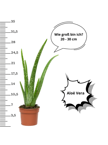 OH2 3er-Set Aloë Veran Pflanzen in Grün