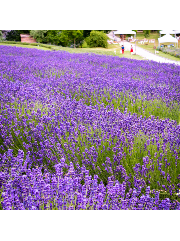 NatureNest Blauer Lavendel Set 48 Pflanzen Lavandula angustifolia