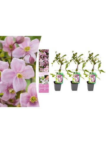 GARDENZO 3er-Set: Pflanzen Clematis montana Mayleen in Rosa