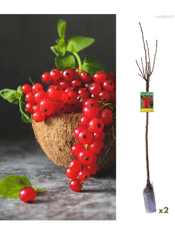 GARDENZO 2er-Set: Beeren auf Stamm Johannisbeere in Rot