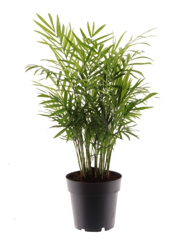 MeinVIPShop Bergpalme 45cm Zimmerpflanze