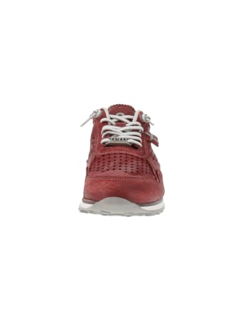 Cetti Sneaker low C-848 EXP V25 in Rot