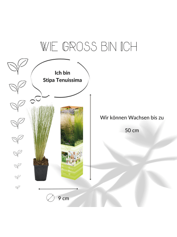 NatureNest 3 Federgras pflanzen  Stipa tenuissima 'Ponytails' 