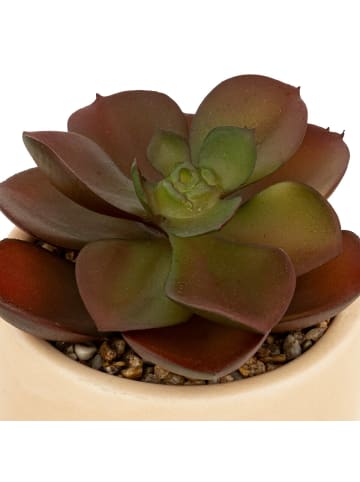 Atmosphera Créateur d'intérieur Sukkulent in beige