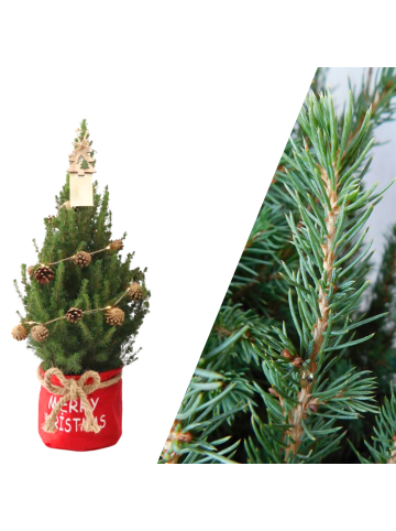 NatureNest Weihnachtsbaum mit Beleuchtung Pineconelight in Xmas Bag rot 