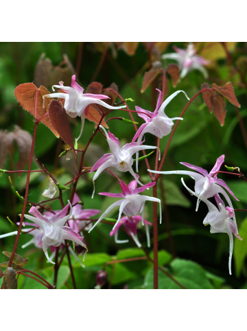 NatureNest 3 Epimedium rubrum Pflanzen in Rot Topf 9 cm Höhe 15 cm
