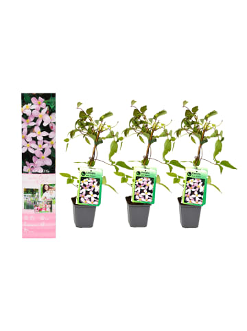 GARDENZO 3er-Set: Pflanzen Clematis Montana Rubens in Pink