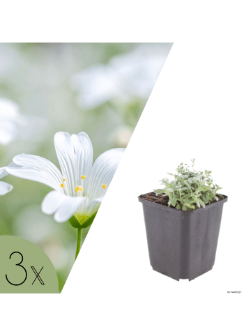 NatureNest 3er: Set Cerastium tomentosum Pflanzen in Weiß