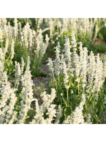 NatureNest 3er: Set Salvia nemorosa Schneehegel Pflanzen in Weiß