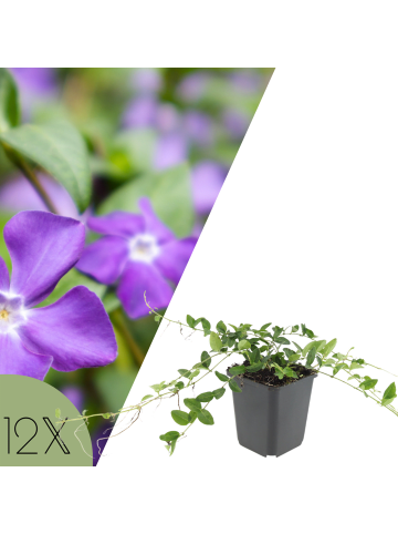NatureNest Purpurrotes Immergrün Set 12 Vinca minor Atropurpurea