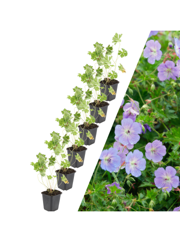 NatureNest 6 Storchschnabelpflanzen  Geranium 'Rozanne'  