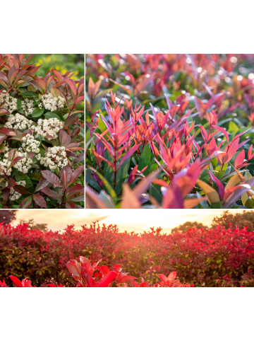 GARDENZO 6er-Set: Photinia fras. 'Red Robin' Glanz Mispel in Bunt