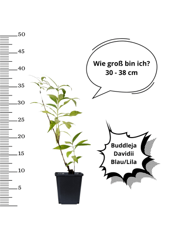 OH2 6er-Set: Schmetterlingspflanzen in Lila