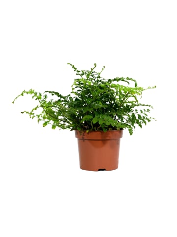 GARDENZO 3er-Set: Farn Zimmerpflanzen Set