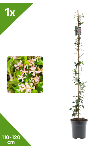 GARDENZO Sternjasmin rosa 110-120cm 2L Topf