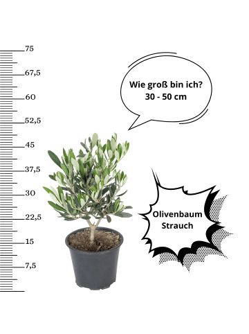 OH2 2-er: Set Olivenbaumstrauch in Grün