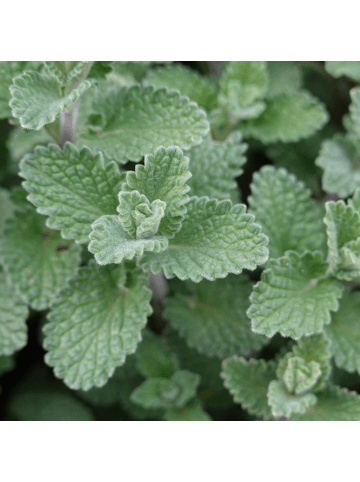 NatureNest 3er: Set Calamintha nepeta Pflanzen in Weiß