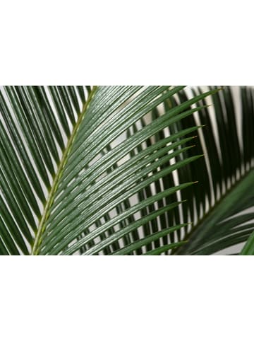 GARDENZO 2er-Set: Japanische Cycas-Palme