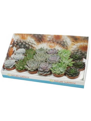 MeinVIPShop Sukulente Echeveria Pflanzen 18er Set