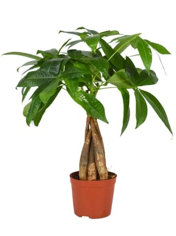 MeinVIPShop Zimmerpflanzen Pflanzen 4er Set XXL