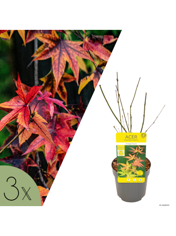NatureNest 3er: Set Acer palmatum Orange Dream Ahornpflanze in Gelb Topf 10,5 cm Höhe 20 cm