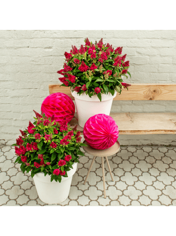 NatureNest Buddleja Butterfly Candy Little Bubblegum Pflanzen in Rosa