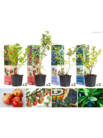 GARDENZO 8er-Set: Vitaminpflanzenmischung in Bunt