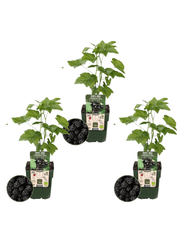 NatureNest 3 Brombeerpflanzen in Schwarz