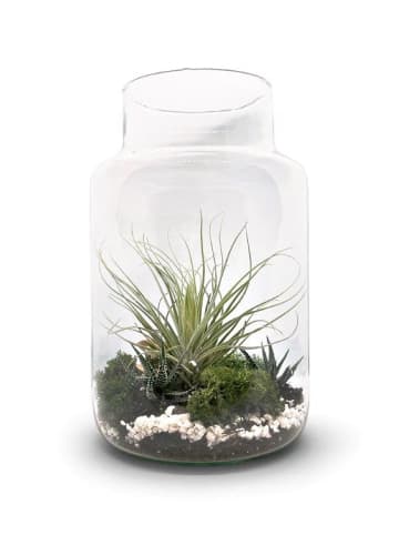 exotic living Flaschengarten 30cm XXL mit Tillandsia Oxana