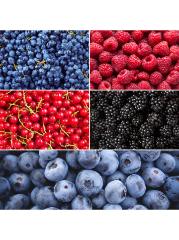 NatureNest 5er: Set Bio Obstpflanzen Frucht Oase in Mix