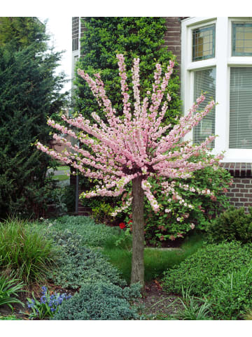 GARDENZO 4er-Set: XXL Ziermandelbaum in Rosa