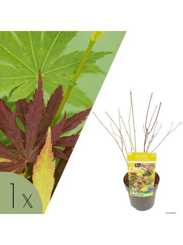 NatureNest Acer palmatum Festival Ahornpflanze in Grün Topf 19 cm Höhe 50 cm