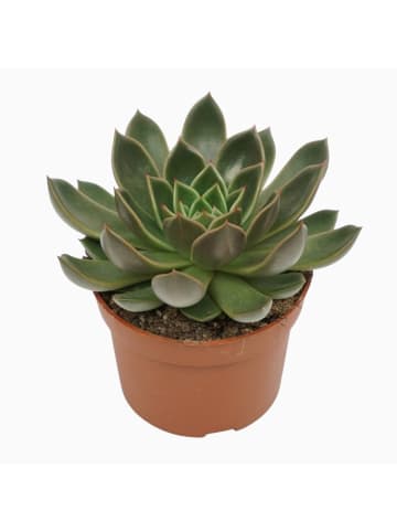 MeinVIPShop Sukulente Echeveria Mira Hybrid 14cm 