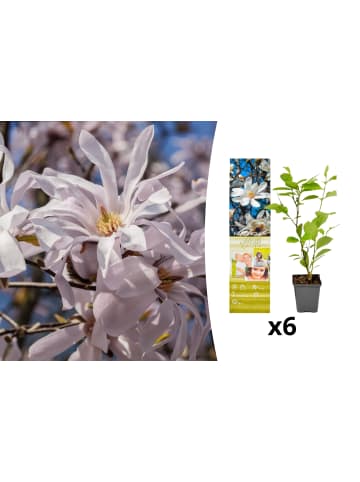 OH2 6-er: Set Magnolien Stellata in Weiss