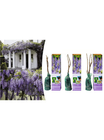 GARDENZO 3er-Set: Blaue Regenpflanzen in Lila