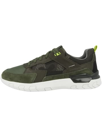 Geox Sneaker low U Grecale C in gruen