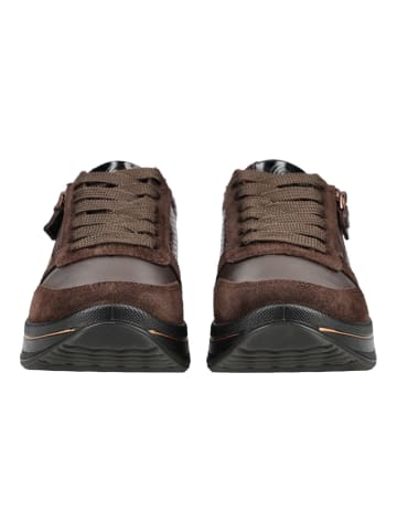 ara Sneaker SAPPORO 3.0 in Caffee